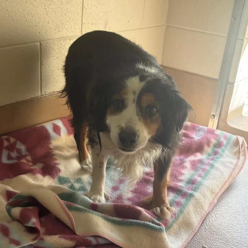 A senior medium-sized female Black Cattle Dog dog named Karma for adoption in Reno, NV