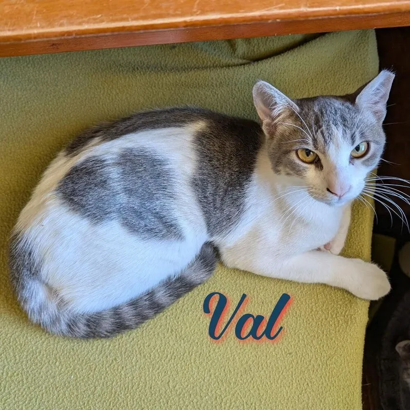 A baby small-sized male Domestic Short Hair cat named Val CP for adoption in Dallas, TX
