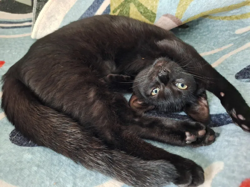 A baby small-sized female Black Domestic Short Hair cat named Dew Drop aka Dewey for adoption in Mankato, MN
