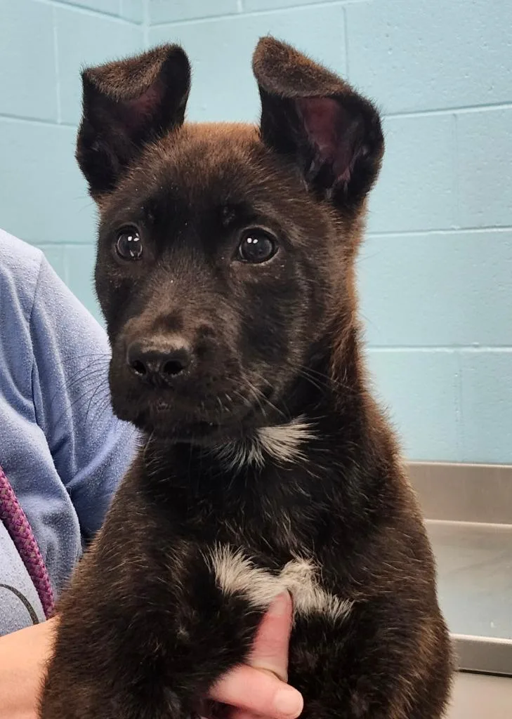 A baby medium-sized female Black Mixed Breed dog named Petunia for adoption in Frankfort, KY