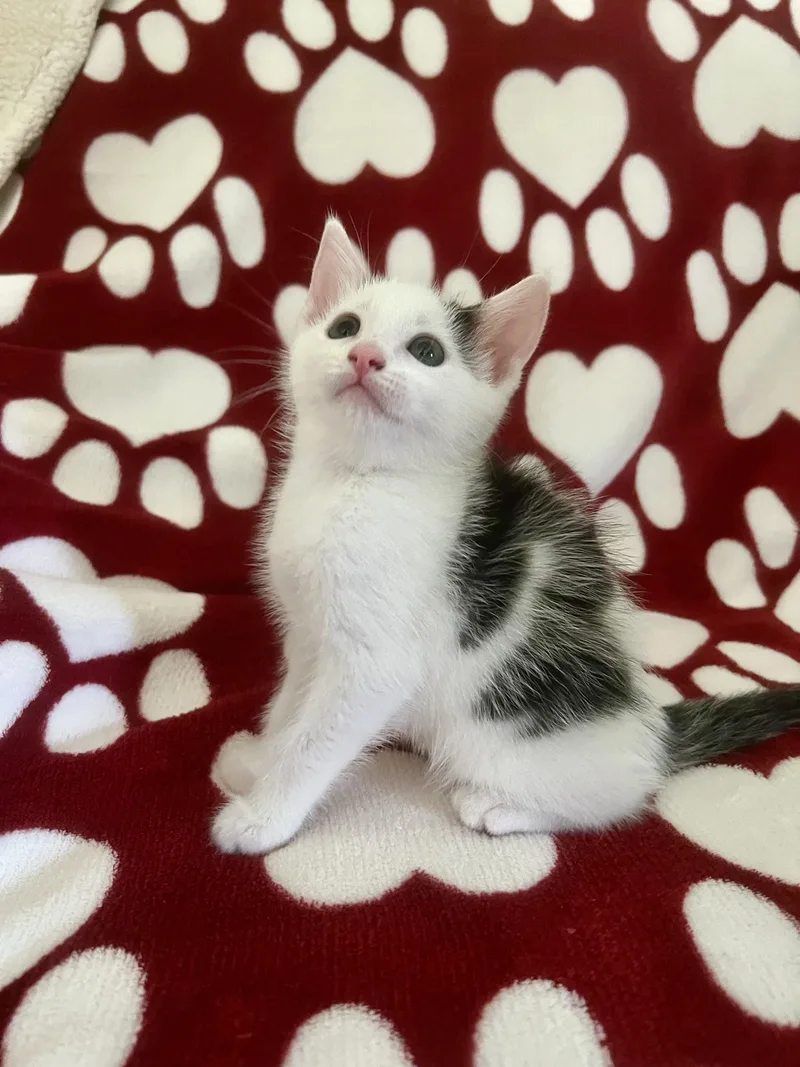 A baby medium-sized female White Domestic Short Hair cat named Clare for adoption in Monrovia , CA