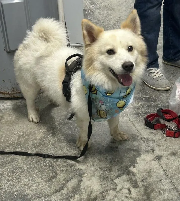 An adult small-sized male Spitz dog named Ziggy for adoption in Scottsburg, IN