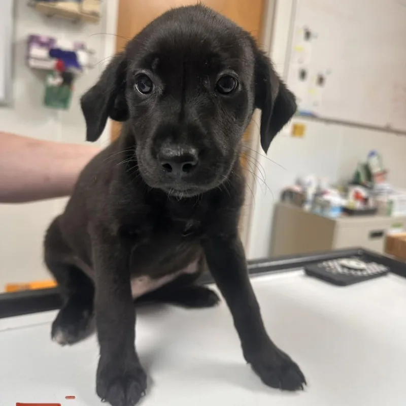 A baby small-sized female Black Australian Shepherd dog named Zira for adoption in Pekin, IL