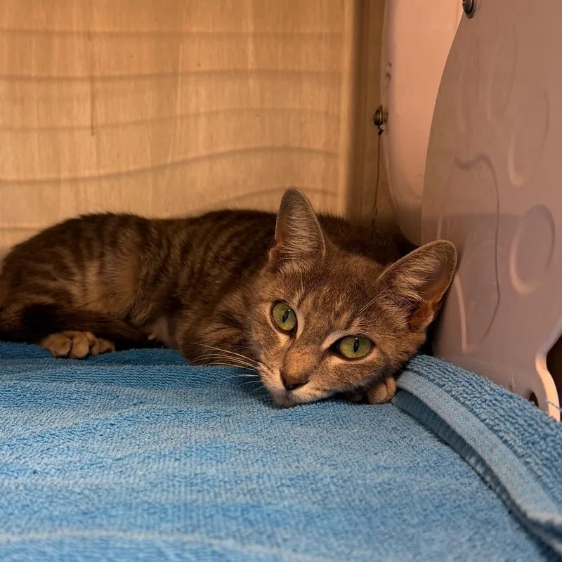 A young medium-sized female Gray / Blue / Silver Domestic Short Hair cat named Thelma for adoption in Englewood, FL