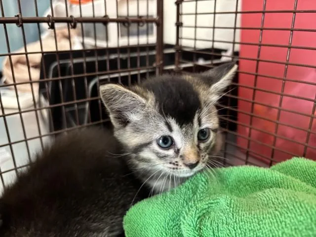 A baby small-sized female Domestic Short Hair cat named Potsticker for adoption in San Bernardino, CA