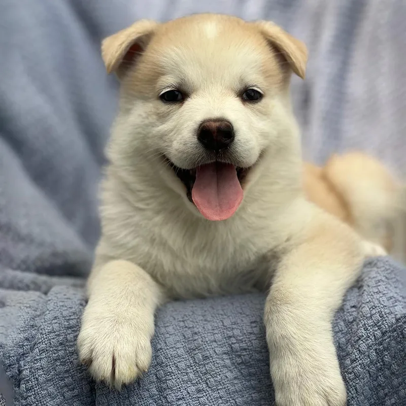 A baby large-sized male Shepherd dog named Marshmallow Pup  Snoballs for adoption in San Diego, CA