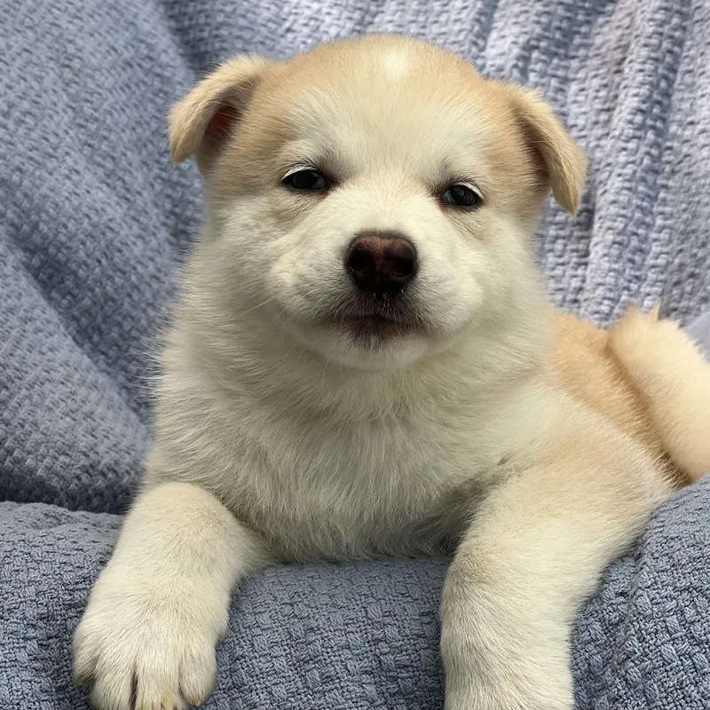 Marshmallow Pup  Snoballs thumbnail 2