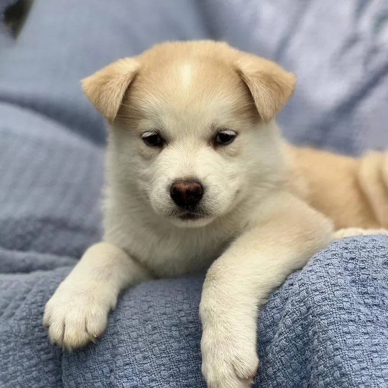Marshmallow Pup  Snoballs thumbnail 3