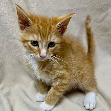 A young small-sized male Orange / Red Domestic Short Hair cat named Jupiter for adoption in Donalsonville, GA