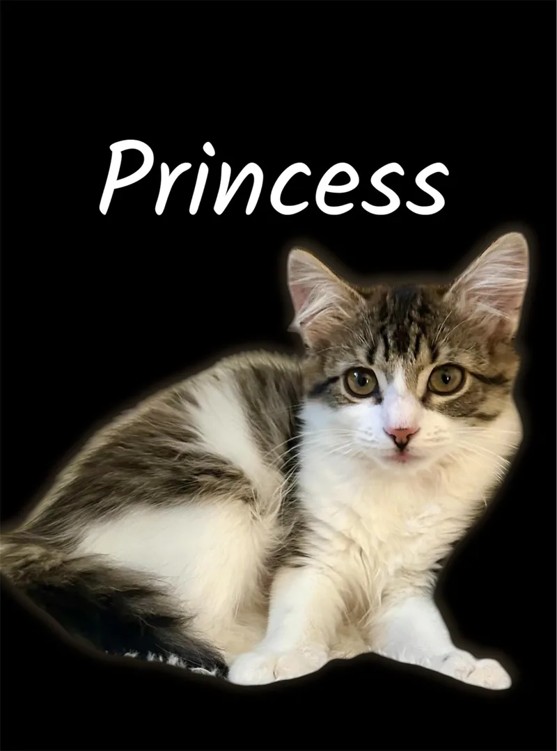 A baby small-sized female Tabby (Brown / Chocolate) Domestic Medium Hair cat named Princess for adoption in Auburn, CA