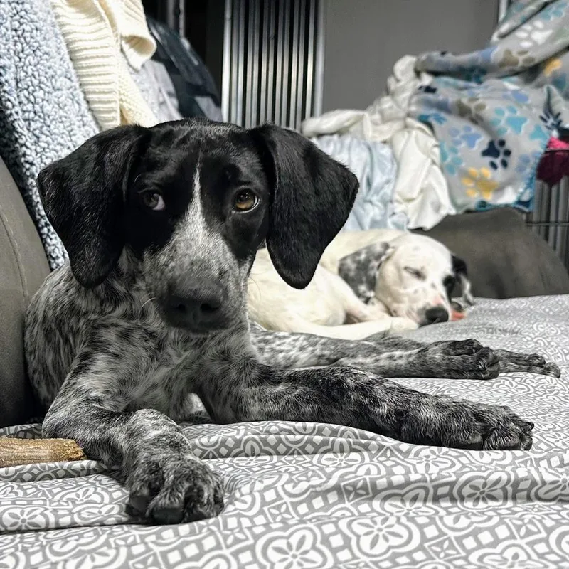 A baby medium-sized female Tricolor (Brown, Black, & White) Mixed Breed dog named Penne for adoption in Reynoldsburg, OH