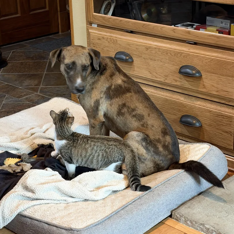 A baby medium-sized male Tabby (Gray / Blue / Silver) Domestic Short Hair cat named Freckles for adoption in Alexandria, LA