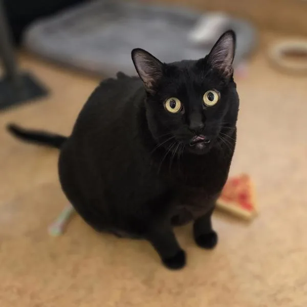 An adult extra large-sized female Domestic Short Hair cat named Chocolate Chip for adoption in Oakland, CA