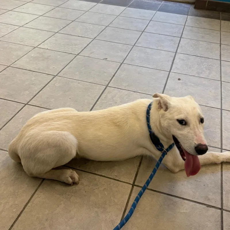 A young medium-sized male White / Cream Mixed Breed dog named StrayPierceChapelRoad for adoption in Columbus, GA
