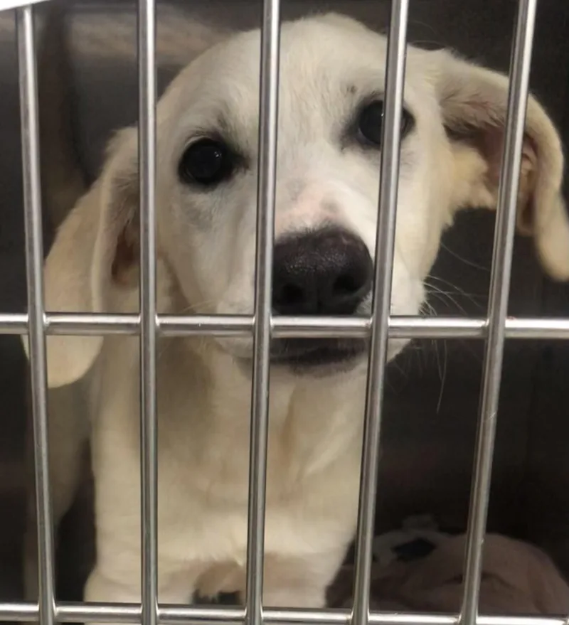 A baby medium-sized female White / Cream Mixed Breed dog named Jannah for adoption in Parma, OH