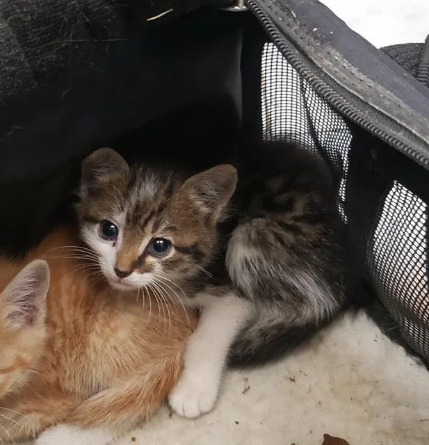 A baby small-sized male Domestic Short Hair cat named Louie for adoption in Charlotte, NC