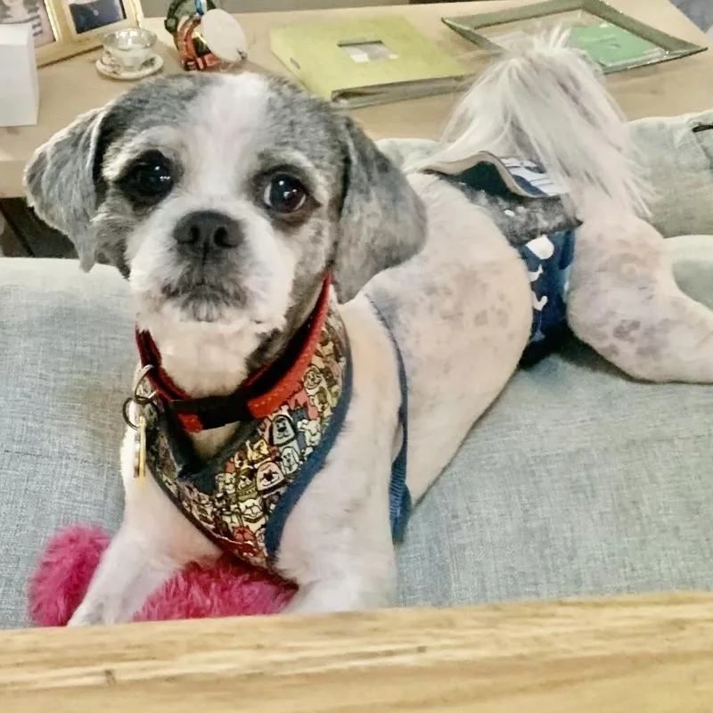 A young small-sized male White / Cream Lhasa Apso dog named Sloan Trooper for adoption in Plano, TX