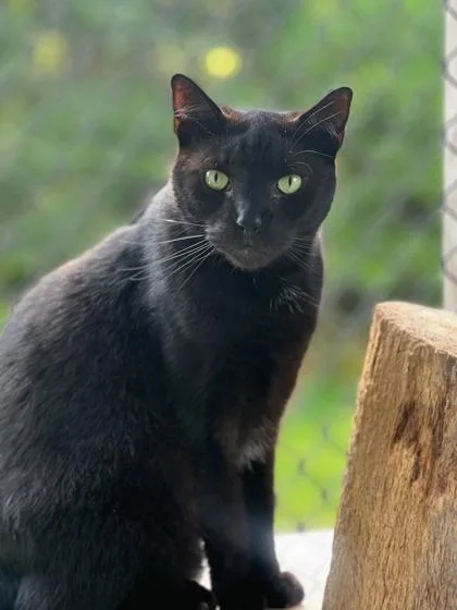 An adult small-sized male Domestic Short Hair cat named Apollo for adoption in New Freedom, PA