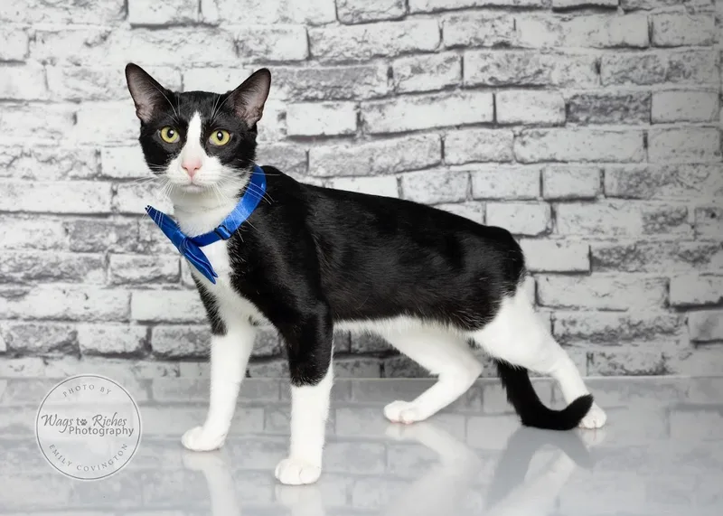 A young medium-sized male Black & White / Tuxedo Domestic Short Hair cat named Dominic for adoption in Tuscaloosa, AL