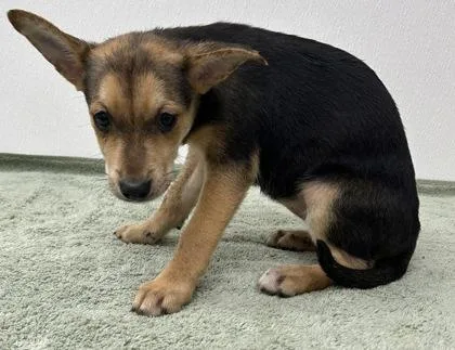A young large-sized female Shepherd dog named Rock Dove for adoption in Phoenix, AZ