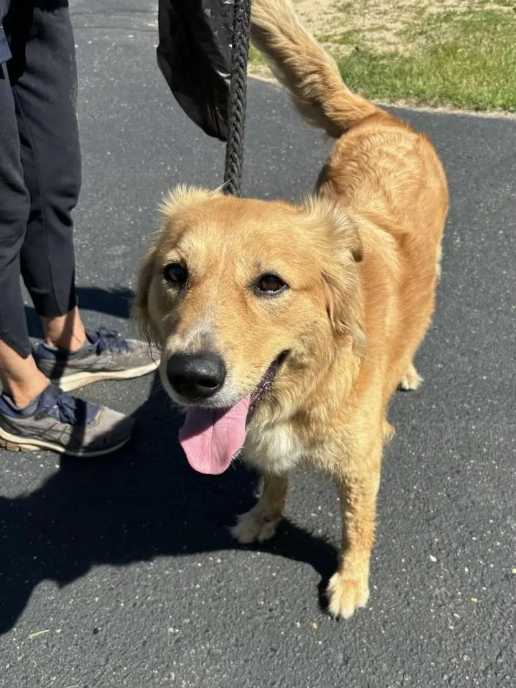 An adult large-sized female Yellow / Tan / Blond / Fawn Golden Retriever dog named Shelby for adoption in Kalamazoo, MI