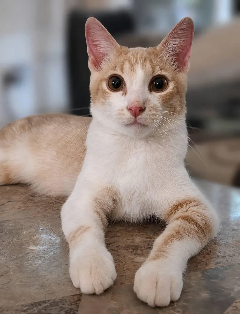 A young medium-sized male Orange & White Domestic Short Hair cat named Cheese Litter for adoption in Brentwood, CA