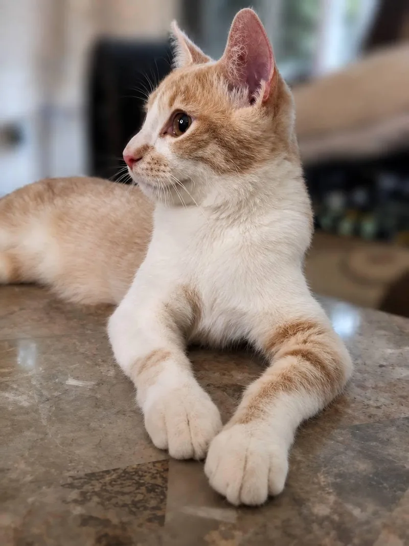 Cheese Litter thumbnail 5