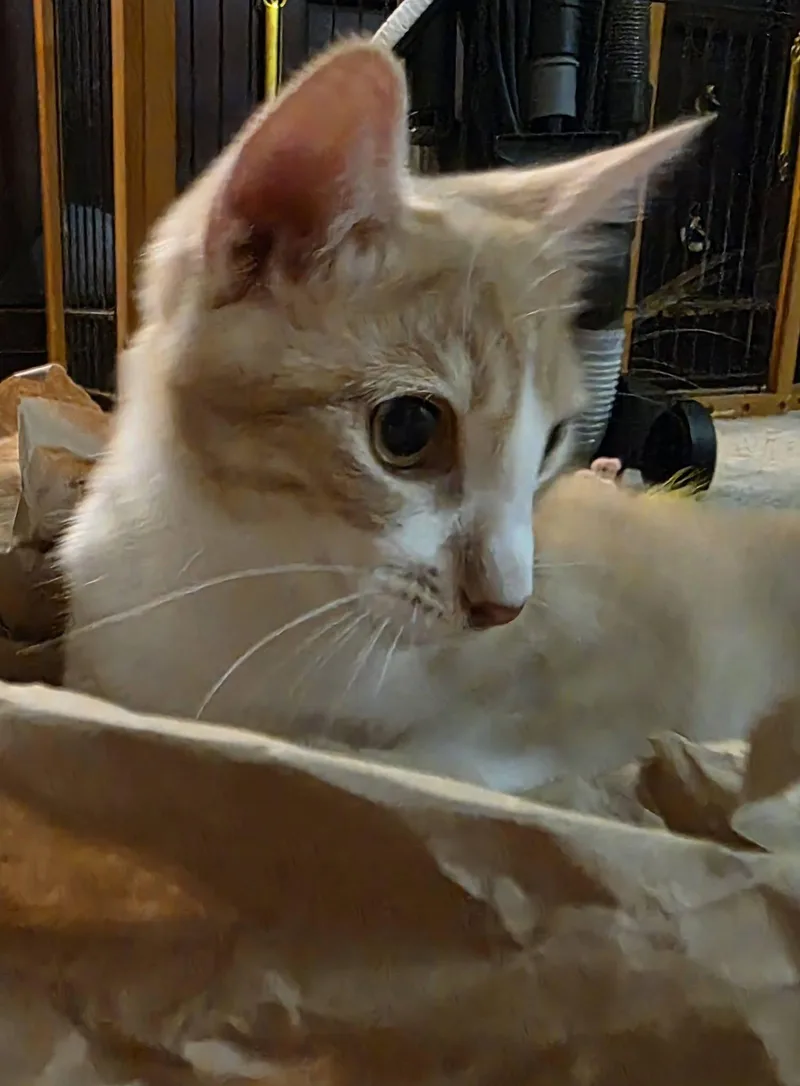 Cheese Litter thumbnail 6