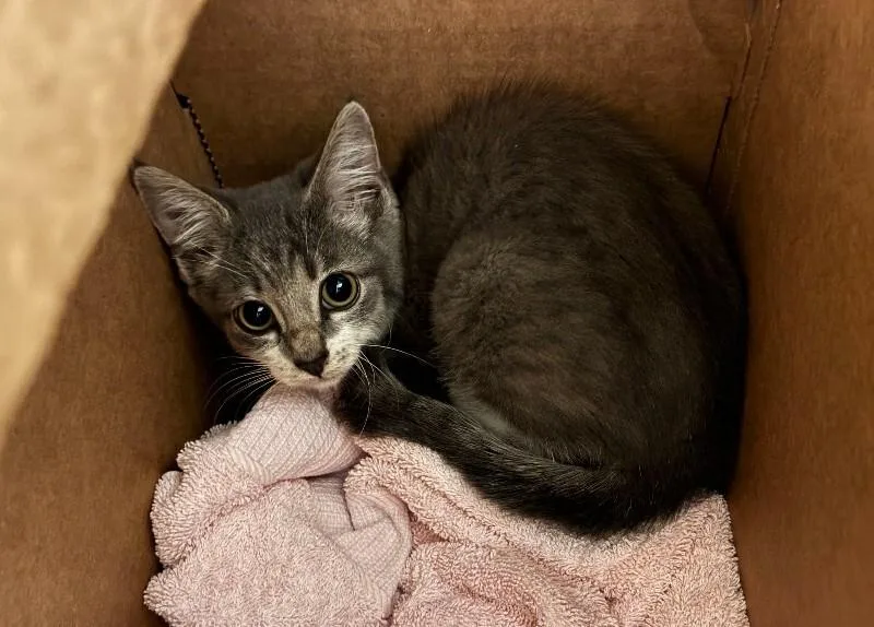 A young small-sized female Tabby (Gray / Blue / Silver) Domestic Short Hair cat named Sardine for adoption in Cincinnati, OH