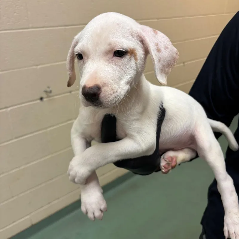 A baby medium-sized male White / Cream Mixed Breed dog named Lashun for adoption in Memphis, TN