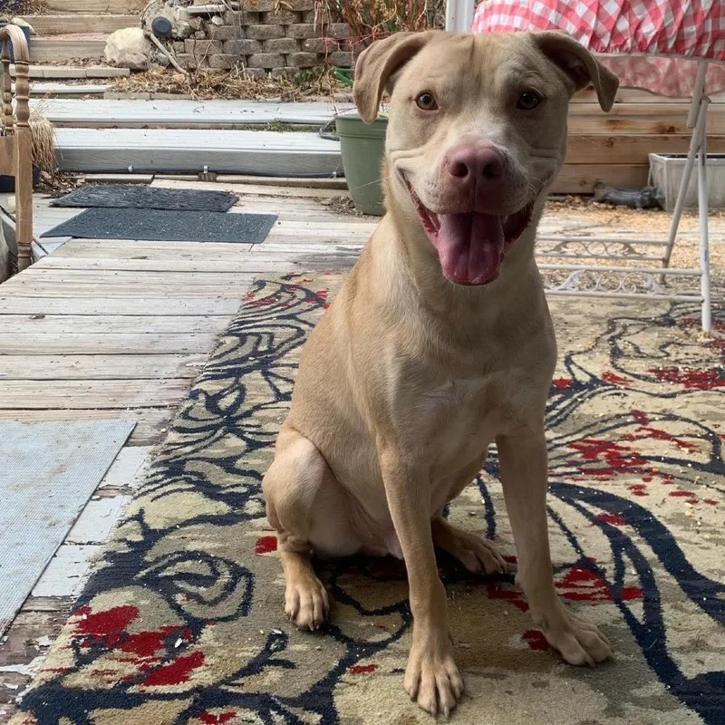 An adult medium-sized male Yellow / Tan / Blond / Fawn Vizsla dog named Murphy for adoption in Reno, NV