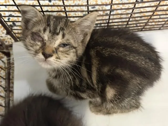 A baby small-sized female Domestic Short Hair cat named Mina for adoption in Miami, FL