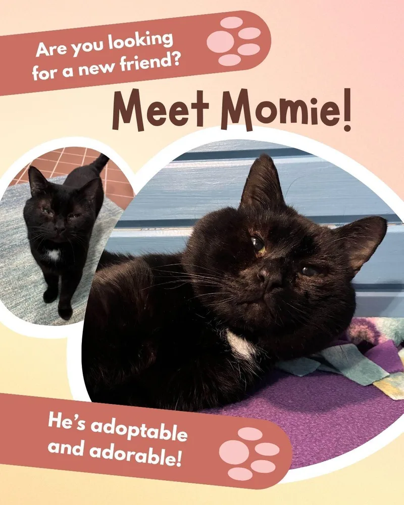 Momie thumbnail 2