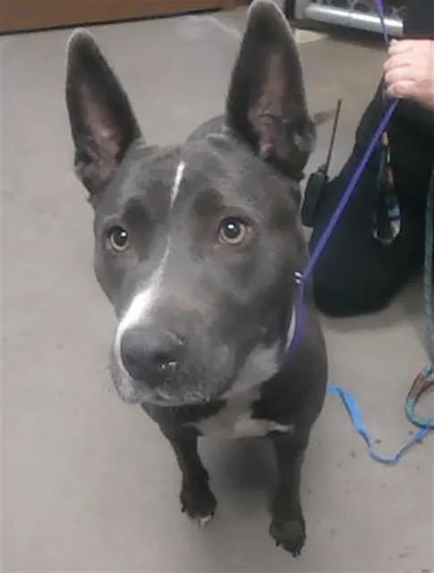 A young large-sized female Pit Bull Terrier dog named Babs for adoption in Phoenix, AZ
