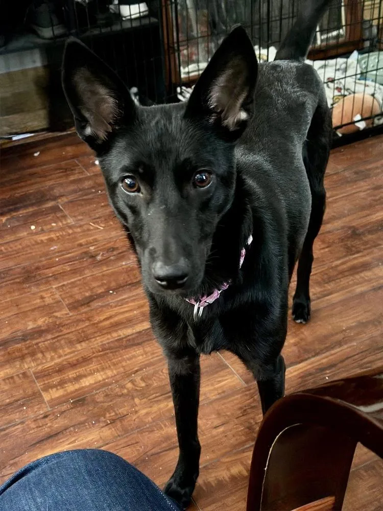 An adult medium-sized female Black Retriever dog named Pinky for adoption in Valley Stream, NY