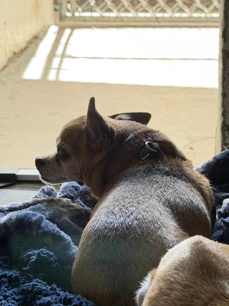 Duke And Gidget thumbnail 2