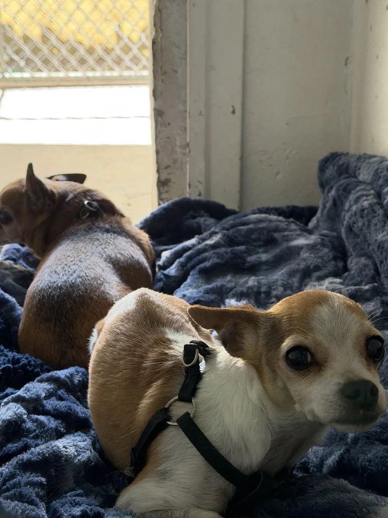 An adult small-sized male Chihuahua dog named Duke And Gidget for adoption in Globe, AZ