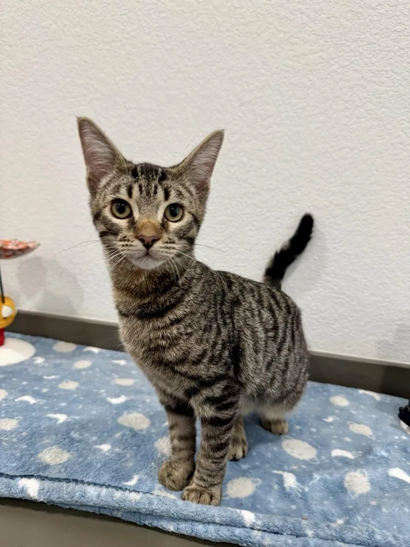 A baby medium-sized male Gray / Blue / Silver Domestic Short Hair cat named Storm for adoption in Las Vegas, NV