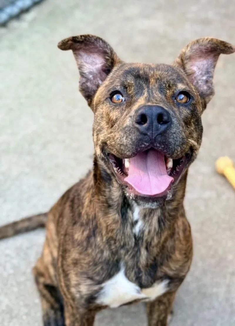An adult medium-sized male Brindle Pit Bull Terrier dog named Affogato for adoption in Chicago, IL