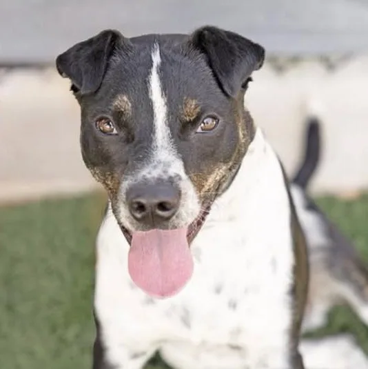 A young medium-sized male Mixed Breed dog named Dimitri for adoption in Wilsall, MT