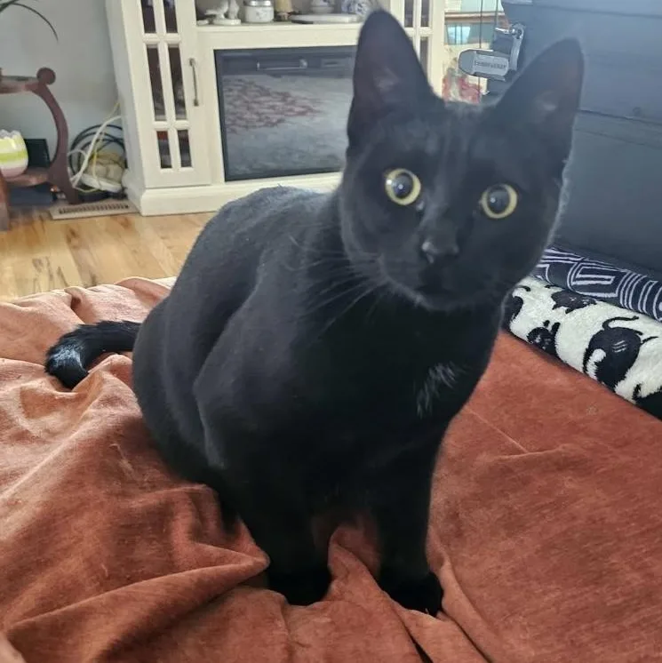 Midnight & Bella thumbnail 2