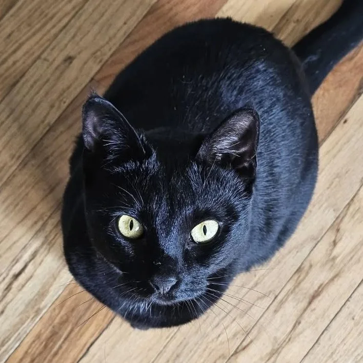 Midnight & Bella thumbnail 3