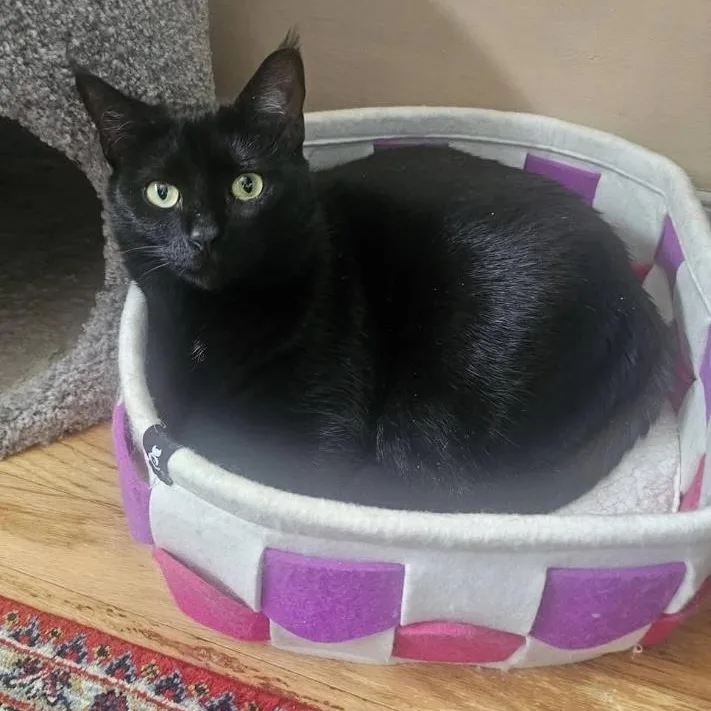 Midnight & Bella thumbnail 4