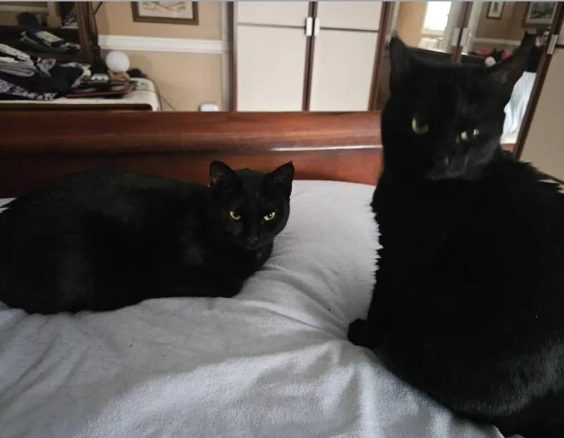 Midnight & Bella thumbnail 5