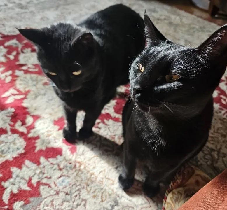Midnight & Bella