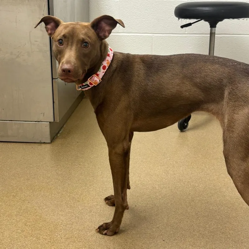 A young medium-sized female Brown / Chocolate Labrador Retriever dog named Tootsie for adoption in Corpus Christi, TX