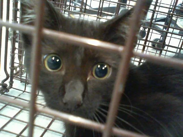 A baby small-sized male Domestic Short Hair cat named Manny for adoption in Charlotte, NC