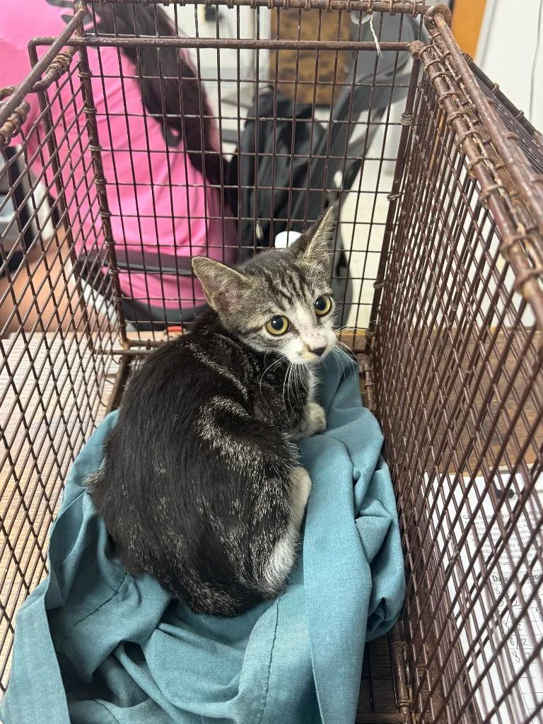 A baby medium-sized male Domestic Short Hair cat named Macon for adoption in Sorrento, LA