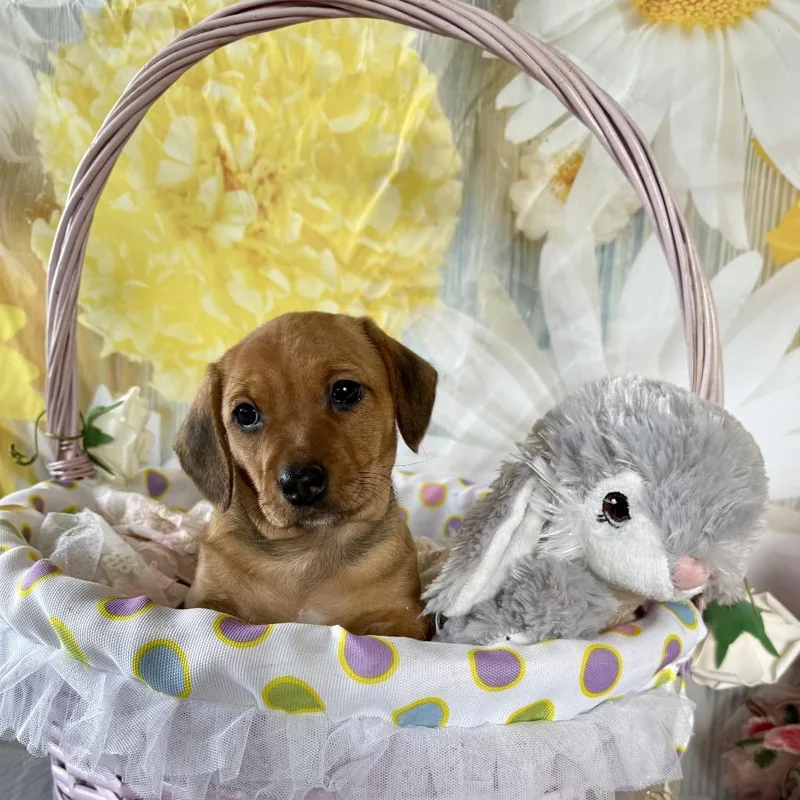 A baby small-sized female Chihuahua dog named Sunnybunny for adoption in Cumming, GA