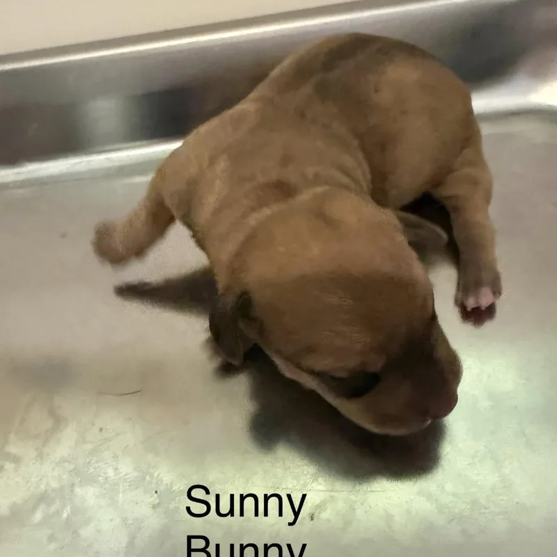 Sunnybunny thumbnail 2